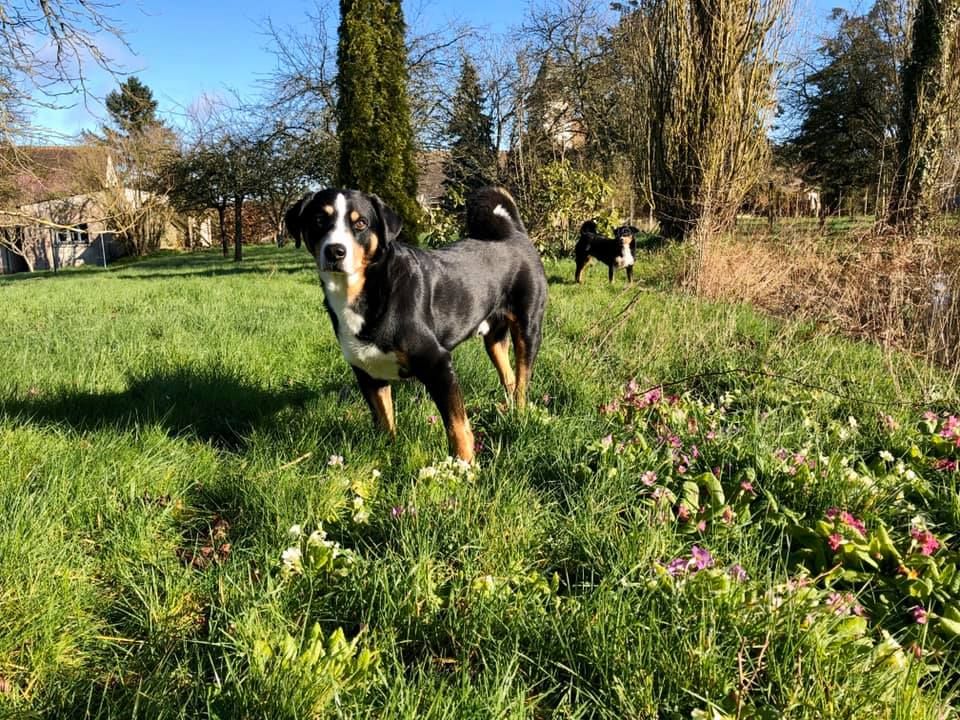 De La Garde Suisse - Happy dogs