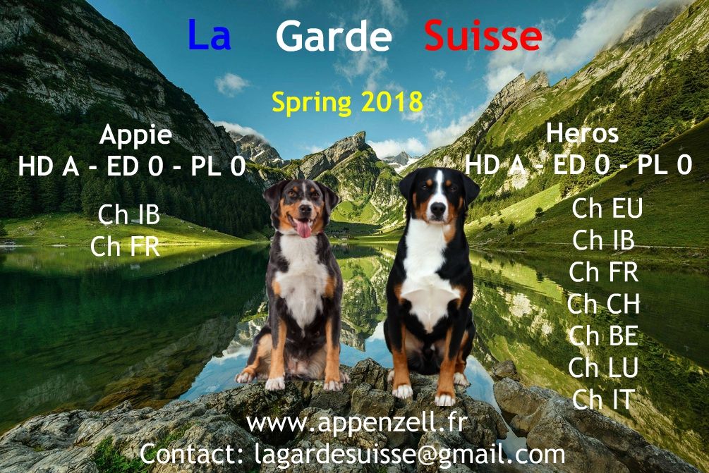 De La Garde Suisse - Prochaine portée au printemps 2018