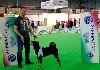  - ENCI Winner 2017 dogshow à Milan