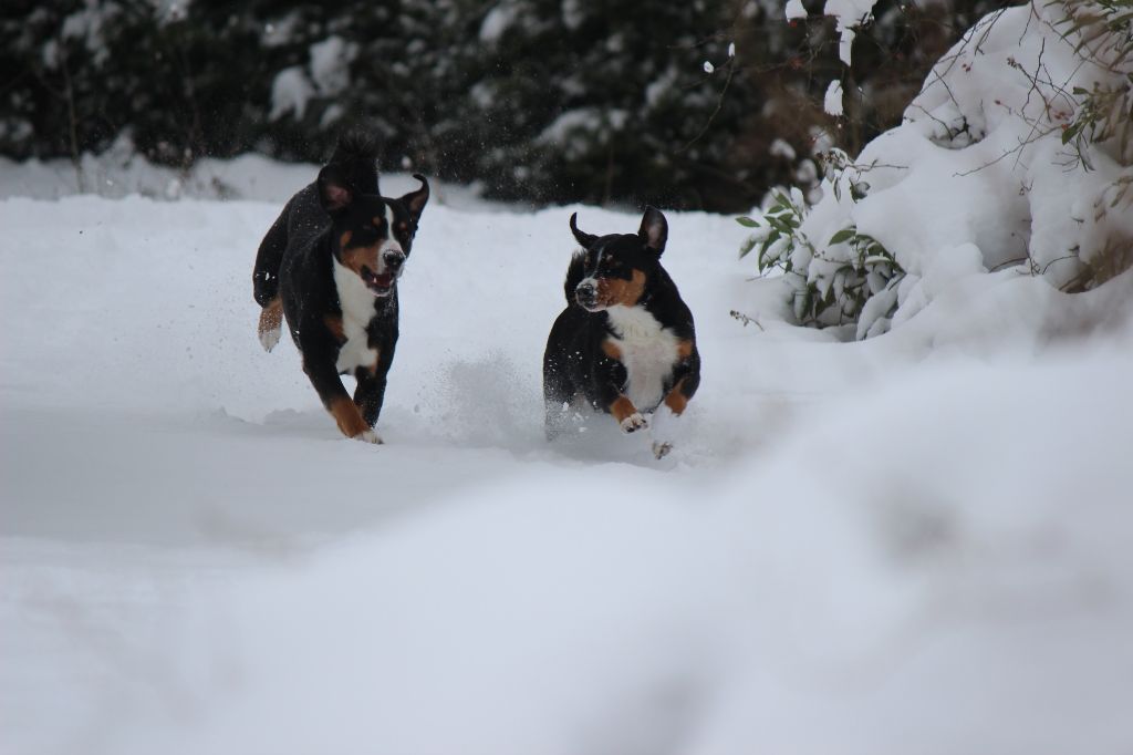 De La Garde Suisse - Vive la neige!