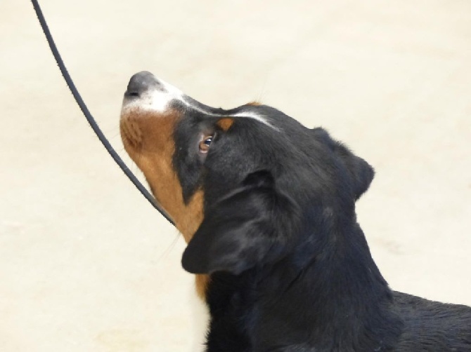 De La Garde Suisse - Bordeaux Dog Show avec Appie