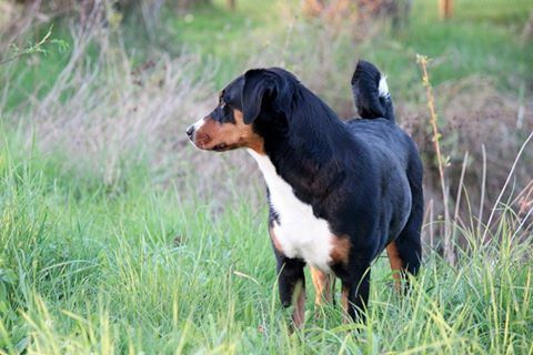 De La Garde Suisse - Appie est championne du Luxembourg