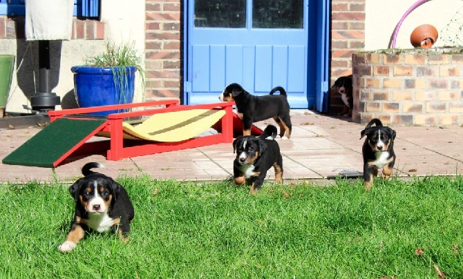 De La Garde Suisse - Premières sorties en extérieur dans le parc à chiots