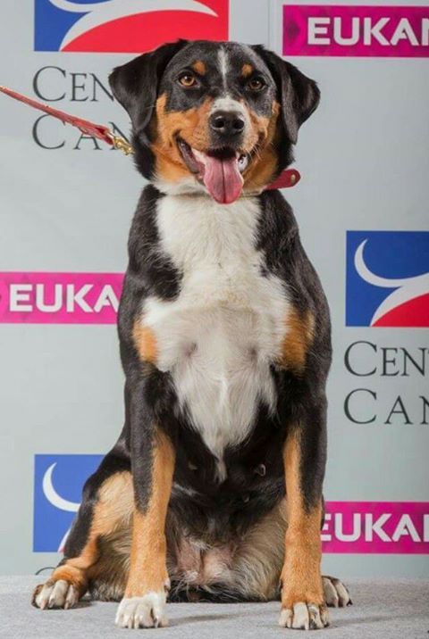 De La Garde Suisse - Photo SCC officielle des meilleurs de chaque race