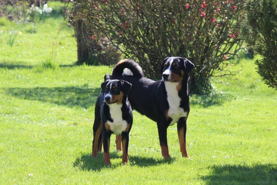 De La Garde Suisse - Création du site sur Chiens de France