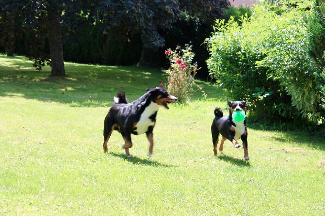 De La Garde Suisse - Match de football Appenzellois improvisé dans le jardin.